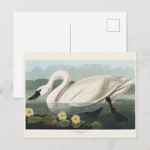 Cartão Postal Pintura de Galinha-d'Água do Cisne-Branco Audubon