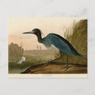 Cartão Postal Pintura de Heron Audubon com Crane Azul