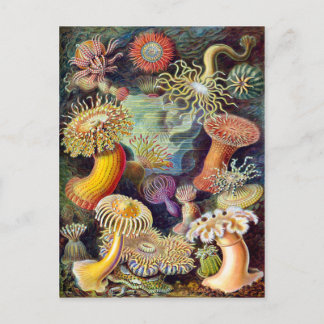 Cartão Postal Pintura de ilustração Actiniae Germa Ernst Haeckel