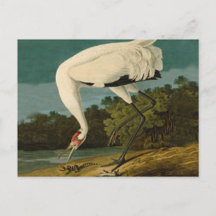 Cartão Postal Pintura de pássaros Audubon Crane Whoping