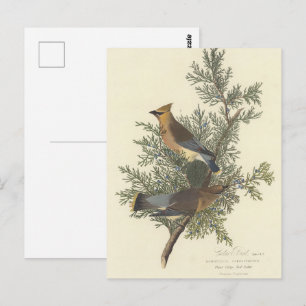 Cartão Postal Pintura de pássaros Cedar de Audubon