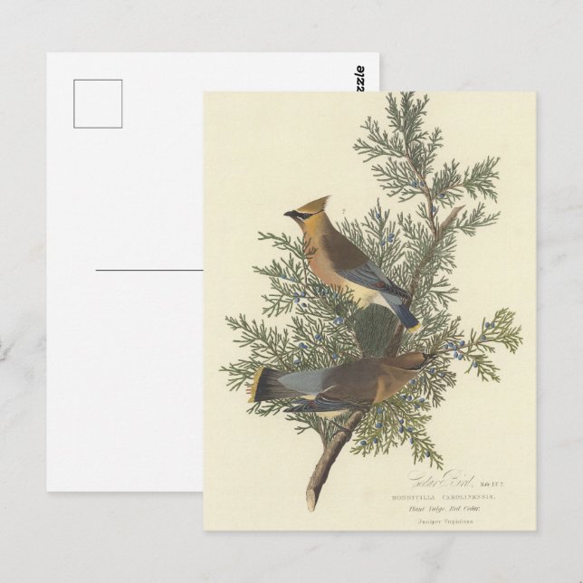 Cartão Postal Pintura de pássaros Cedar de Audubon (Frente/Verso)