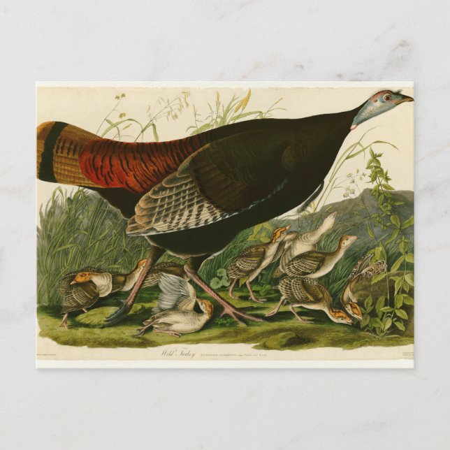 Cartão Postal Pintura de pássaros Selvagens de Audubon na Turqui (Frente)