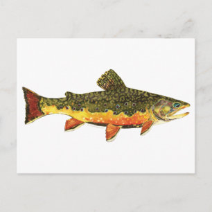 Cartão Postal Pintura de Peixes Brook Trout