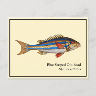 Cartão Postal Pintura De Peixes De Cabeça-De-Orelha-Vintage Blue