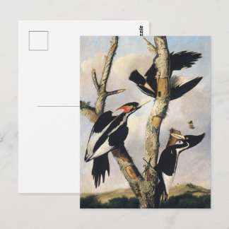 Cartão Postal Pintura De Pica-Pau De Fenda Audubon