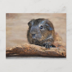 Cartão Postal Pintura De Porcos-Da-Guiné