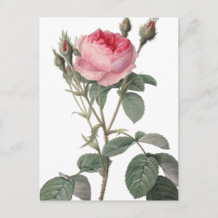 Cartão Postal Pintura de rosas de pintura rosa pálido