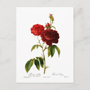 Cartão Postal Pintura de rosas vermelhos profundos
