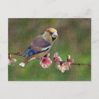 Cartão Postal Pintura digital hwfinch europeia