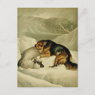 Cartão Postal Pintura do vintage: German shepherd na neve