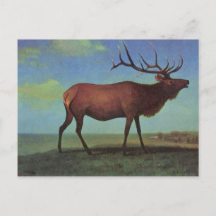Cartão Postal Pintura Elk