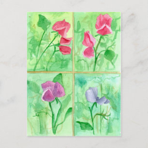 Cartão Postal Pintura em Aquarela de Flores de Ervilha-Doce Rosa