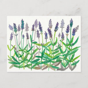 Cartão Postal Pintura em Aquarela de Flores de Lavanda Arte Herb