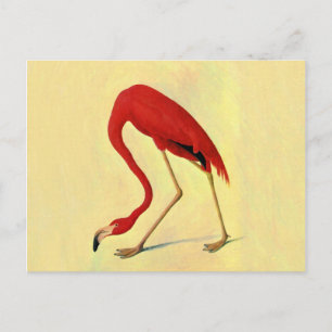 Cartão Postal Pintura em Flamingo Americano Audubon