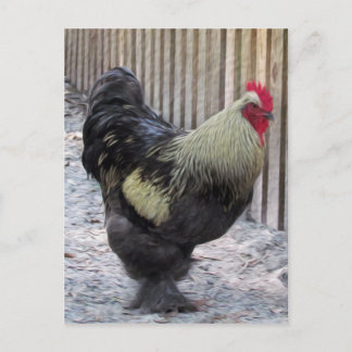 Cartão Postal Pintura em Galinha Rooster