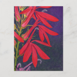 Cartão Postal Pintura Floral de Flor Cardinal