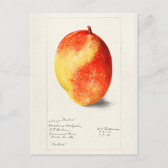Cartão Postal Pintura por Aquarela (Mangifera Indica) Fruta (Frente)
