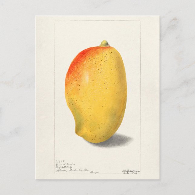 Cartão Postal Pintura por Aquarela (Mangifera Indica) Fruta (Frente)