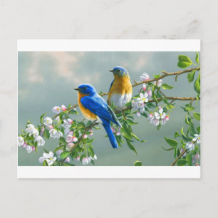 Cartão Postal pinturas visuais-flores-pássaros-animais-desktop-