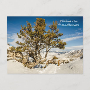 Cartão Postal Pinus albicaulis (Pinus albicaulis) - Yellowstone