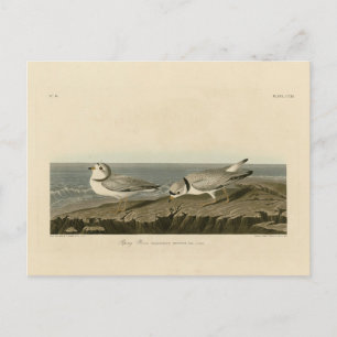 Cartão Postal Piping Plover from Audubon's Birds of America