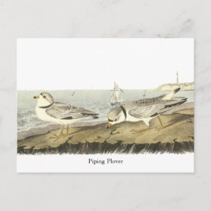 Cartão Postal Piping Plover, John Audubon