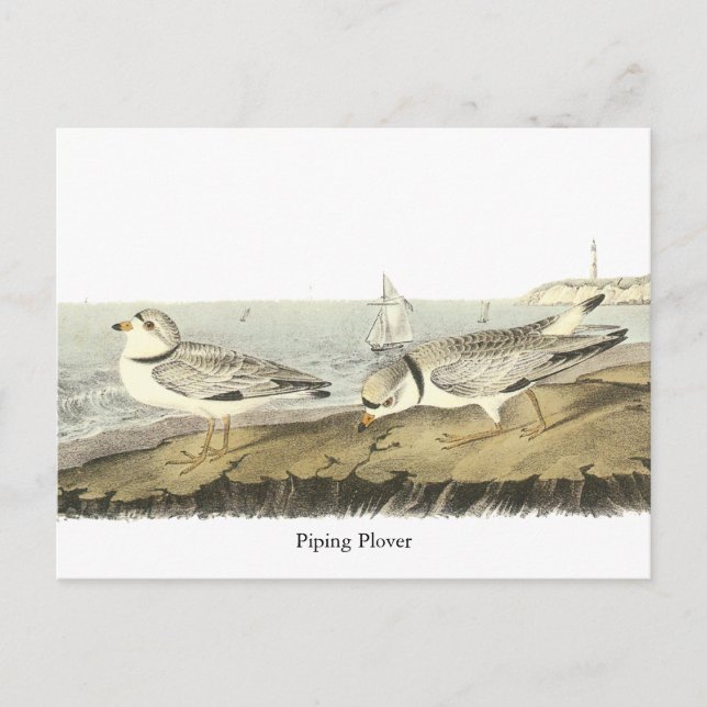 Cartão Postal Piping Plover, John Audubon (Frente)