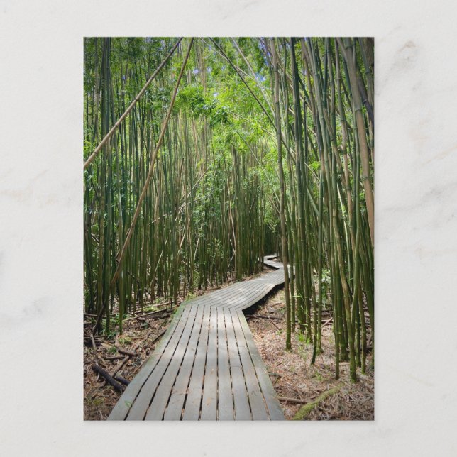 Cartão Postal Pipiwai Trail, Parque Nacional de Haleakala, Maui (Frente)