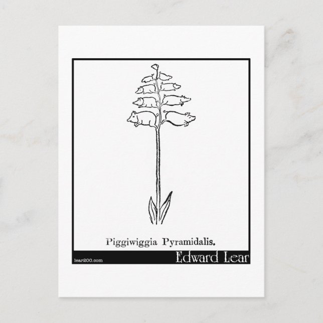 Cartão Postal Pirâmidalis Piggiwiggia. (Frente)