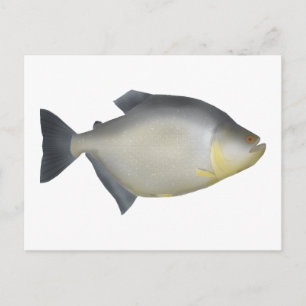 Cartão Postal Piranha Manchada