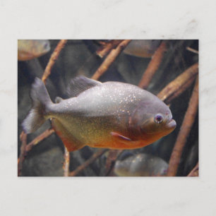 Cartão Postal Piranha - Peixe Marrom Inocente