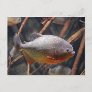 Cartão Postal Piranha - Peixe Marrom Inocente