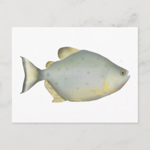 Cartão Postal Piranha Rubi Vermelho