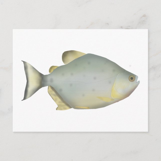 Cartão Postal Piranha Rubi Vermelho (Frente)