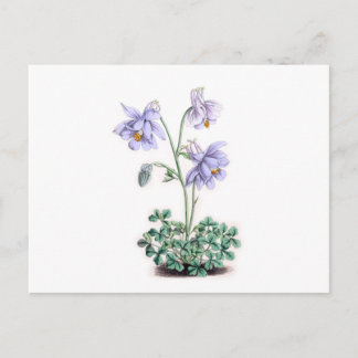 Cartão Postal Pirenéus Columbine - Aquílio pyrenaica
