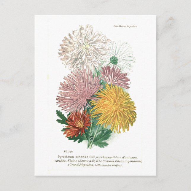 Cartão Postal Piretrum sinense (Chrysanthemum) (Frente)