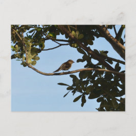 Cartão Postal Pirilampo-comum