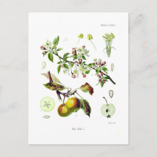 Cartão Postal Pirus malus (Malus domestica)