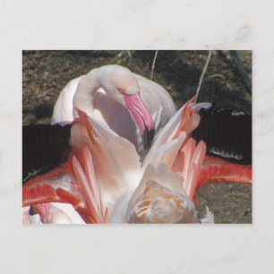 Cartão Postal Pisca eu!