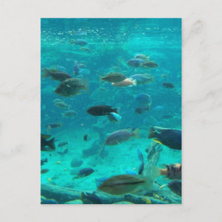 Cartão Postal Piscina azul de cichlides nadando em torno de desi