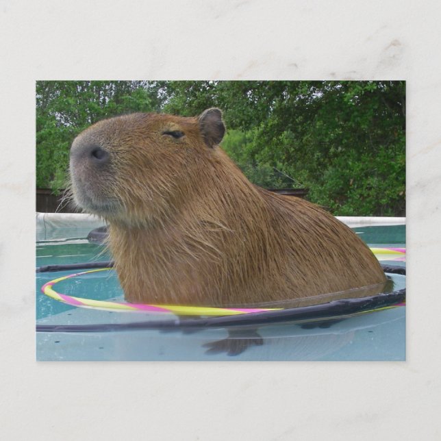 Cartão Postal Piscina Capybara (Frente)