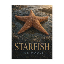 Piscinas de marés de estrelas-do-mar Vida Selvagem