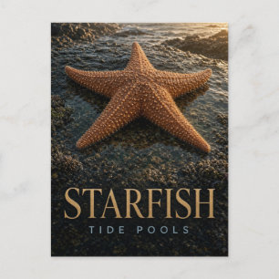 Cartão Postal Piscinas de marés de estrelas-do-mar Vida Selvagem