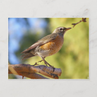 Cartão Postal Pisco de peito vermelho da arizona