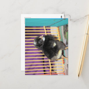 Cartão Postal Pista