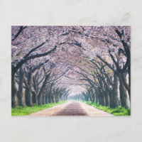 Pista da flor de cerejeira