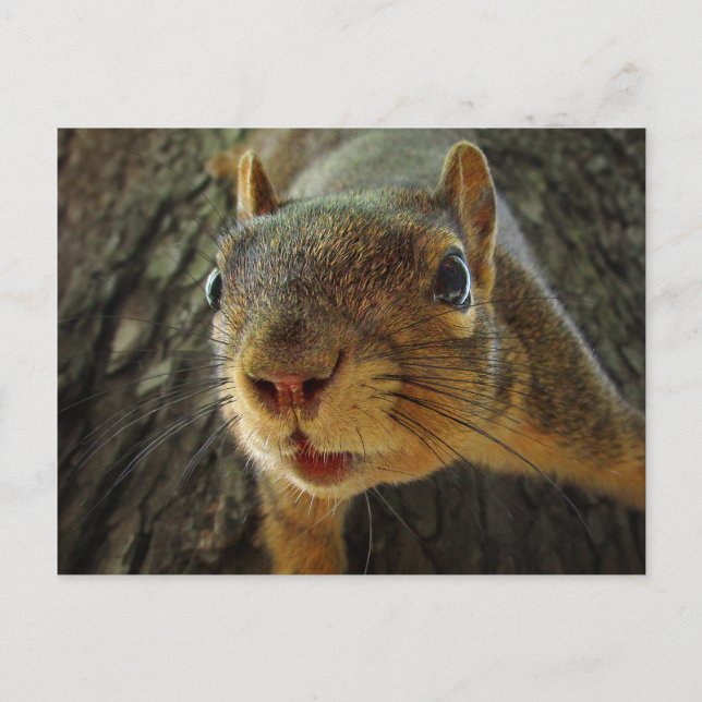 Cartão Postal Pista de Esquilo 2 (Frente)