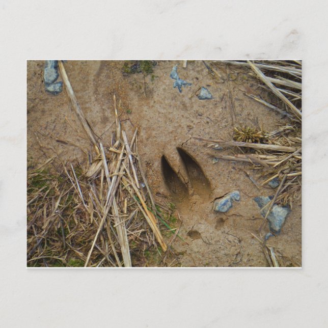 Cartão Postal pista dos veados (Frente)