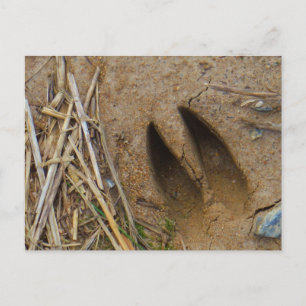 Cartão Postal pista dos veados